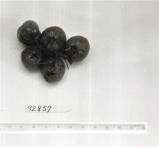 Click for 1 image(s) for this accession. FRUIT